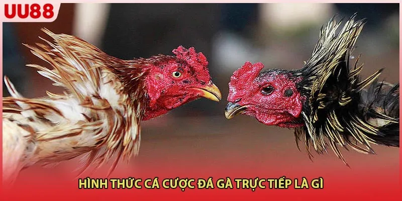 Hình thức cá cược đá gà trực tiếp là gì