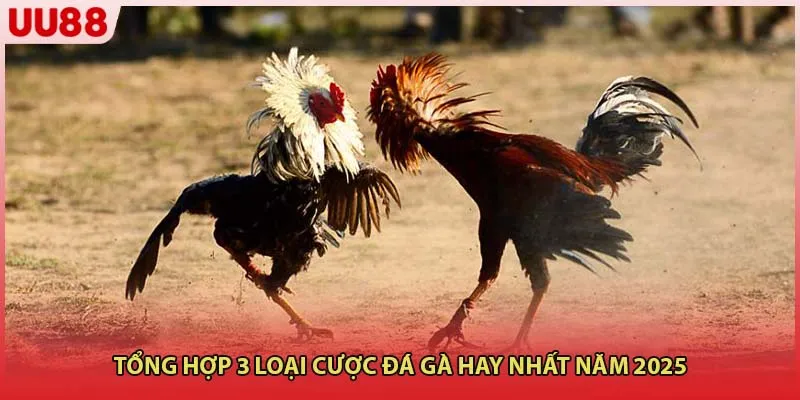 Tổng hợp 3 loại cược đá gà hay nhất năm 2025